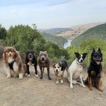 Aloha Canine Adventures - Dog Walkers Near Me Aloha Canine Adventures - Dog Walkers Near Me