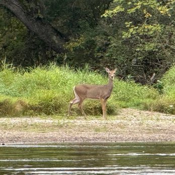 River Rick's Shuttle Service - Lil Bambi came out to say Howdy. - Taxis Near Me River Rick's Shuttle Service - Lil Bambi came out to say Howdy. - Taxis Near Me
