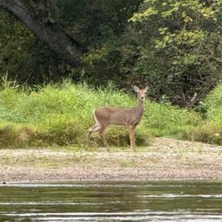 River Rick's Shuttle Service - Lil Bambi came out to say Howdy.