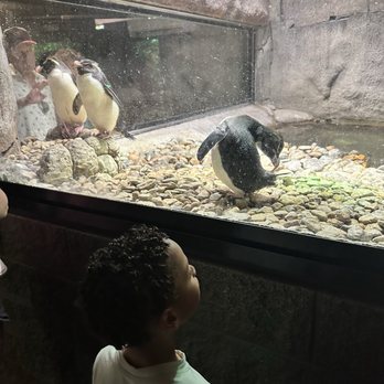 Fort Worth Zoo - Penguins - Zoos Near Me - Fort Worth, Texas