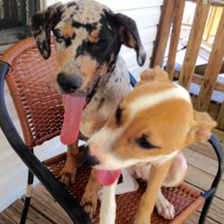 Puppy Love