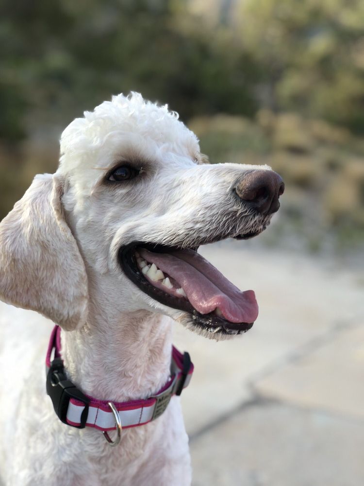 DESERT DOGGIES GROOMING 154 Photos & 102 Reviews Pet Groomers