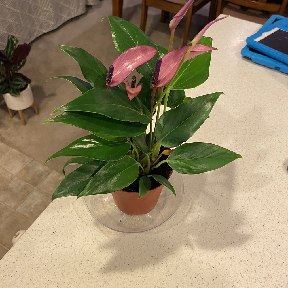 Sunland Flowers - Anthurium Zizou - Florists Near Me - Anaheim, California Sunland Flowers - Anthurium Zizou - Florists Near Me - Anaheim, California
