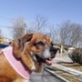 Photo of Ark Animal Hospital
