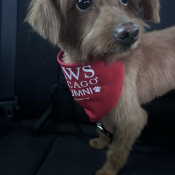 Bowie Barker Lincoln Park - Pet Groomers Near Me - Chicago, Illinois Bowie Barker Lincoln Park - Pet Groomers Near Me - Chicago, Illinois