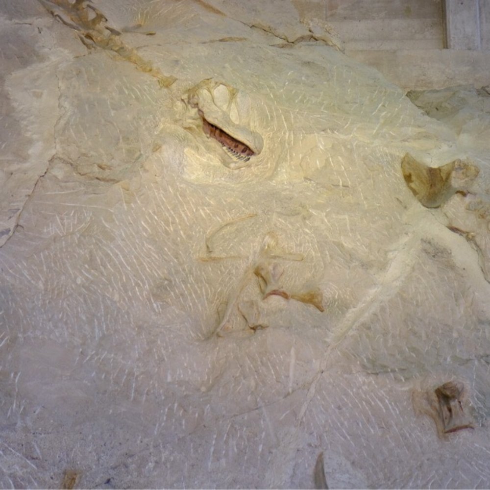 Dinosaur National Monument - Real dinosaur fossils - Museums Near Me - Dinosaur, Colorado