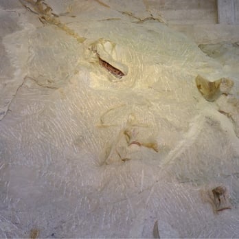 Dinosaur National Monument - Real dinosaur fossils - Museums Near Me - Dinosaur, Colorado