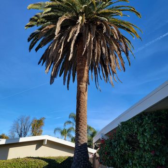 All About Trees - Before. - Tree Services Near Me - West Hills, California All About Trees - Before. - Tree Services Near Me - West Hills, California