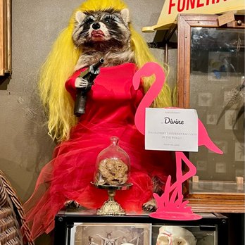Bazaar - Pink Flamingos' Divine - straight out of your trash can edition - A taxidermy raccoon dressed in a red dress with long yellow hair and makeup, holding a gun, is part of a display. The display includes a sign labeling it as the "Divine," described as the "filthiest taxidermy raccoon in the world." The figure is positioned on a glass display case containing skulls and anatomical models, with a pink flamingo decoration and a sign reading "FUNERAL" in the background. - Antiques Near Me - Baltimore, Maryland