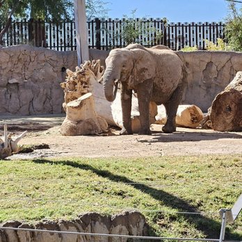Reid Park Zoo - Elephants! - Zoos Near Me - Tucson, Arizona