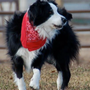 Photo of A Pawsitive Dawg