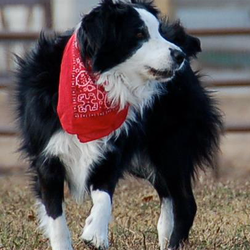 A Pawsitive Dawg - Dusty on Patrol