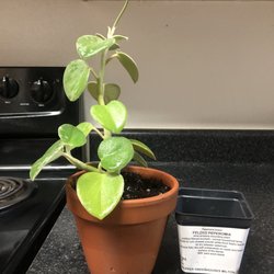 Pepper Greenhouses