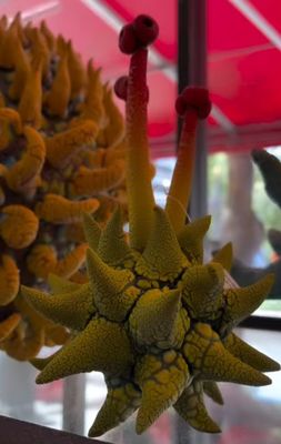 Florida CraftArt by null