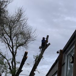 Rosenberg Tree Service