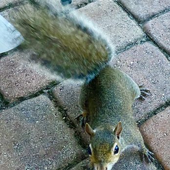 Road Runner Travel Resort - Having Coffee with the friendly neighbors :-) - Resorts Near Me - Fort Pierce, Florida Road Runner Travel Resort - Having Coffee with the friendly neighbors :-) - Resorts Near Me - Fort Pierce, Florida