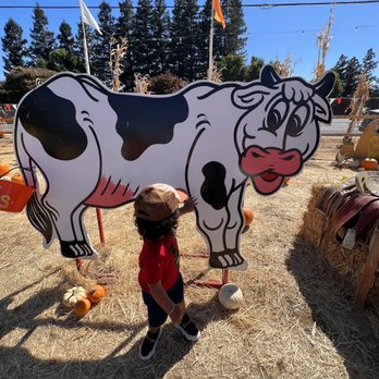 Queens Pumpkin Patch - Cow tractor ride - Pumpkin Patches Near Me - Saratoga, California Queens Pumpkin Patch - Cow tractor ride - Pumpkin Patches Near Me - Saratoga, California