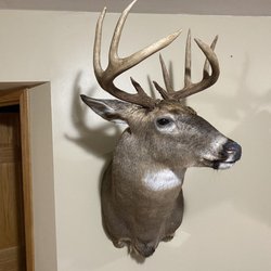 Shawn Smith Taxidermy Arts, LLC