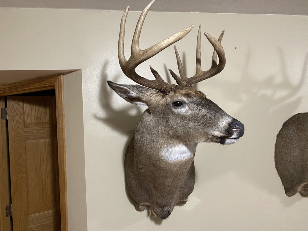 Shawn Smith Taxidermy Arts, LLC - taxidermy in Waunakee, WI
