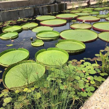 International Waterlily Collection - Botanical Gardens Near Me - San Angelo, Texas International Waterlily Collection - Botanical Gardens Near Me - San Angelo, Texas