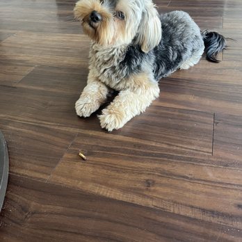 Fur Paws Grooming - His usually hair grown out - Pet Groomers Near Me - Lawndale, California