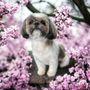 Photo of Spawlash Pet Salon