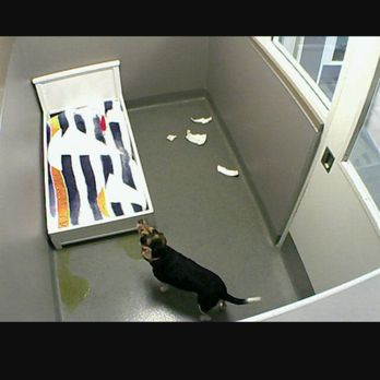 vca yorba regional animal hospital