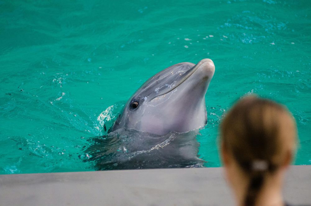 Panama City Beach Dolphin Tours & More