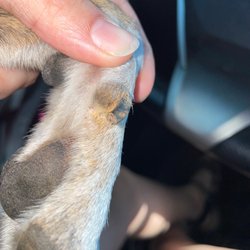 Petsense