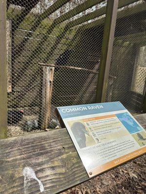 Carolina Raptor Center by null