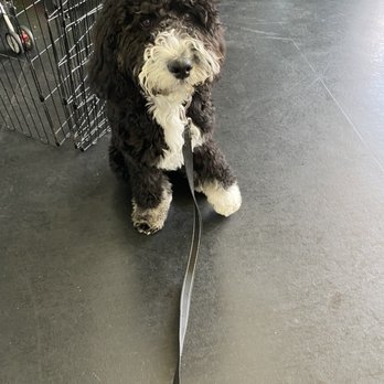 Zoom Room Dog Training - Practicing "stay" during a Puppy+ class :) - Pet Training Near Me - Austin, Texas
