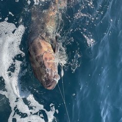 Chubasco 2 Sportfishing