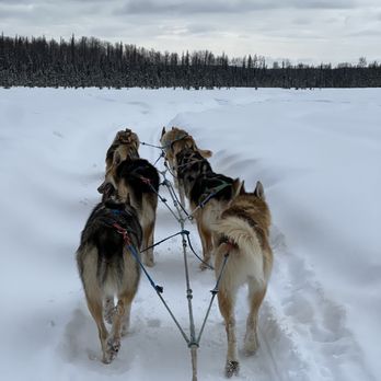 Alaskan Husky Adventures - Sledding Near Me - Willow, Alaska