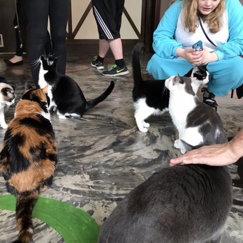 Seattle Meowtropolitan - Treat time! - Themed Cafes Near Me - Seattle, Washington Seattle Meowtropolitan - Treat time! - Themed Cafes Near Me - Seattle, Washington