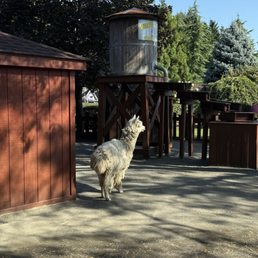 Alpaca Alpaca