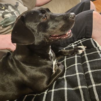 Quality K9 Training - Pet Training Near Me Quality K9 Training - Pet Training Near Me