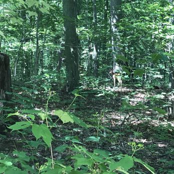 Avalon Nature Preserve - Spotted two deer! - Parks Near Me - Stony Brook, New York