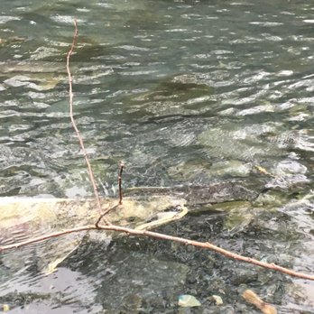 Fish Spawning Viewing Platform - Fishing Near Me