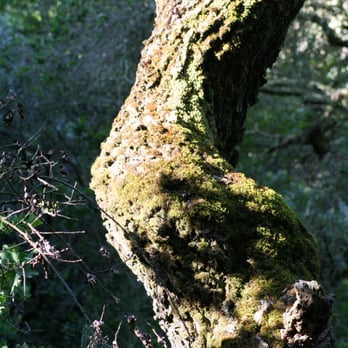 Novitiate Park - Mossy Oak - Hiking Near Me - Los Gatos, California Novitiate Park - Mossy Oak - Hiking Near Me - Los Gatos, California