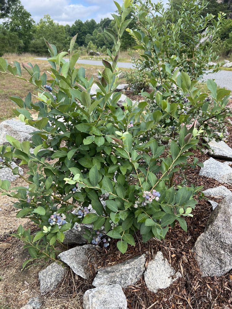 Rocky Face Mountain Recreational Area Logo