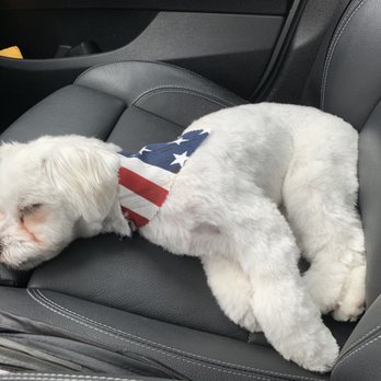 Lokahi Dog Grooming - KTFO. - Pet Groomers Near Me - Honolulu, Hawaii Lokahi Dog Grooming - KTFO. - Pet Groomers Near Me - Honolulu, Hawaii