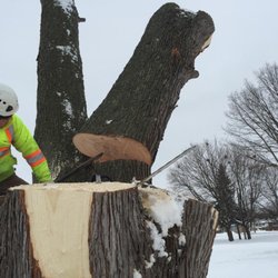 St Catharines Tree Service - Photo