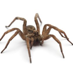 Rove Pest Control - Wolf Spider