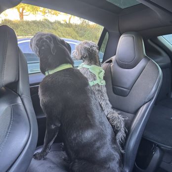 Trinity Pet Hospital - Dogs on way to the vet! - Veterinarians Near Me - Laguna Hills, California Trinity Pet Hospital - Dogs on way to the vet! - Veterinarians Near Me - Laguna Hills, California