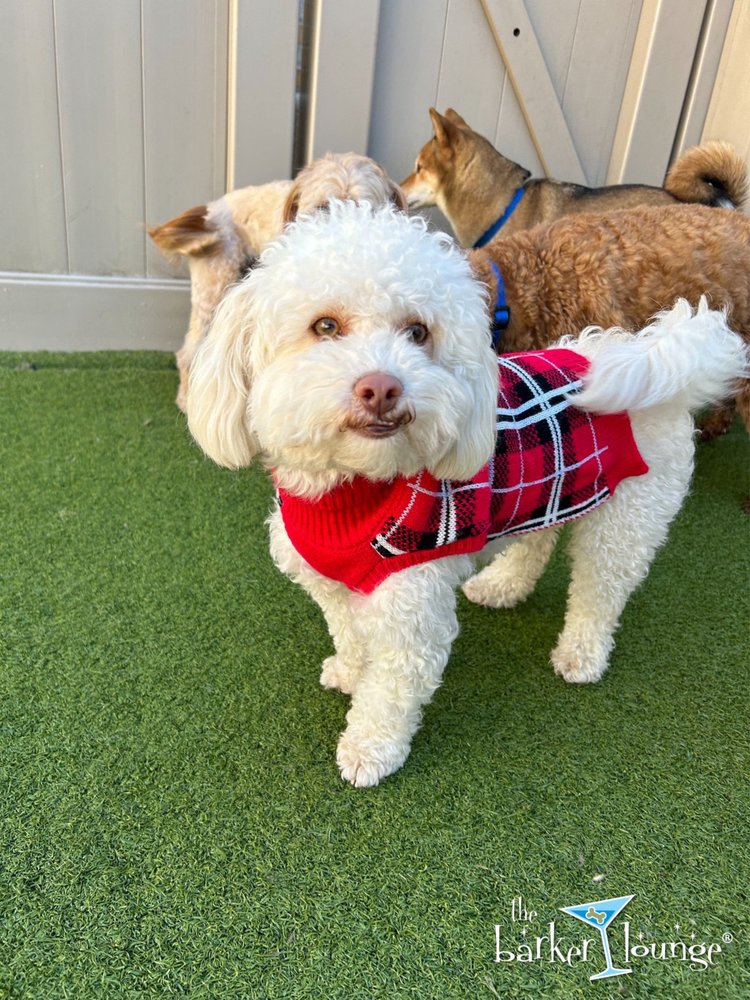 The Barker Lounge - pet boarding facility in Cranford, NJ