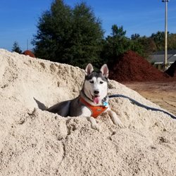 Dirt Pile - Screenings/paver base is great for digging dens. Simply 10/10