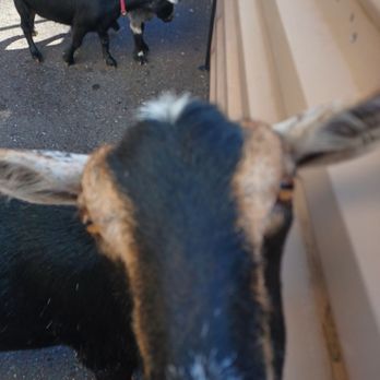 The Mini Experience Petting Zoo - Petting Zoos Near Me - Oakley, California The Mini Experience Petting Zoo - Petting Zoos Near Me - Oakley, California