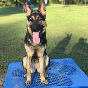 Kranky K9 Dog Training - Working on place commands at the dog park, with distractions. - Pet Training Near Me - Collinsville, Illinois