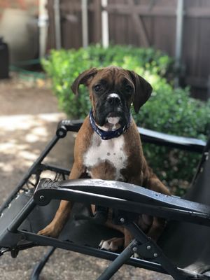 Animal Hospital Of Collin County