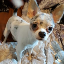 Ghostys first haircut!